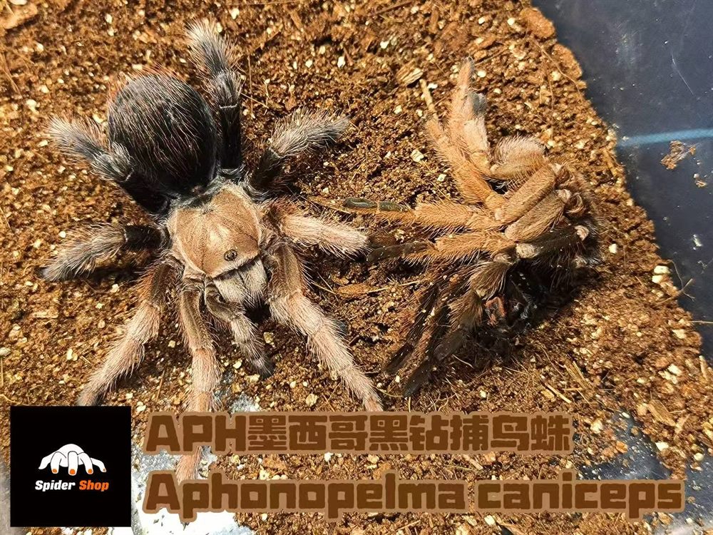 APH墨西哥黑钻捕鸟蛛 Aphonopelma caniceps 人工繁育活体批发 - 蜘蛛小铺