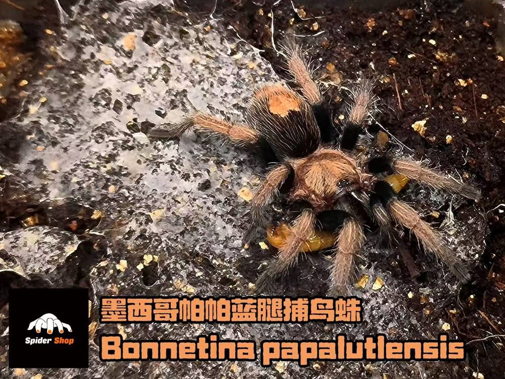 墨西哥帕帕蓝腿捕鸟蛛 Bonnetina papalutlensis 人工繁育活体批发 - 蜘蛛小铺