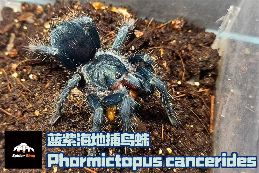 蓝紫海地捕鸟蛛人工繁育活体批发 - 蜘蛛小铺